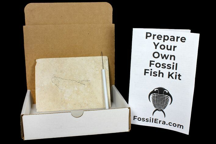 Prepare Your Own Fossil Fish Kit - Knightia or Diplomystus - Photo 1